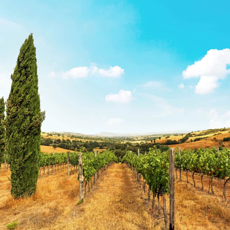 Maremma vineyard landscape with rows of vines, cypress trees, and rolling hills under a blue sky. Italian countryside.
